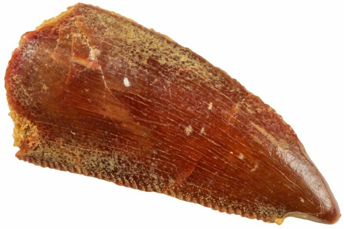 Serrated, Raptor Tooth - Real Dinosaur Tooth #238644